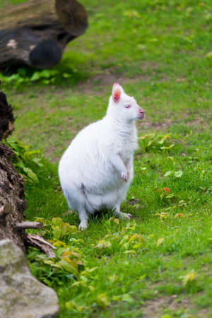 Albino kangaroo. white kangarooの写真素材