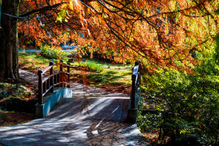 Autumn landscape. Autumn tree leaves. bridge in autumn parkの写真素材
