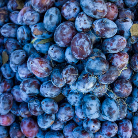 Ripe Plums Background. Fresh ripe  plumsの写真素材