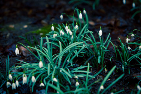 Snowdrop spring flowers