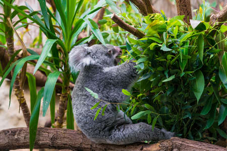 Koala Bear. koala on eucalyptus treeの写真素材