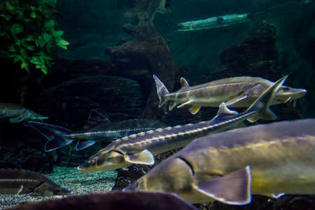 A sturgeon in the sea. Sea sturgeons in aquariumの写真素材