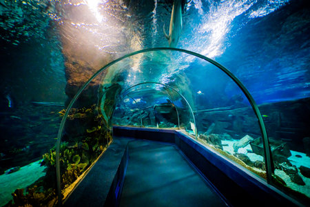 SOCHI, RUSSIA - DECEMBER 13, 2017: Sochi Discovery World Aquarium,  the largest aquarium in Russiaのeditorial素材