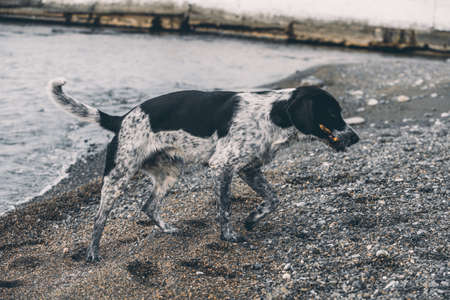 dog on the beachの写真素材