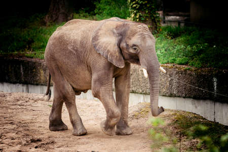 elephant baby. Beautiful  elephantの写真素材