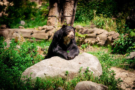 Black bear. A big black bearの写真素材