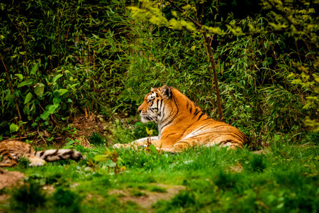 Tiger in forest. Tiger portraitの写真素材