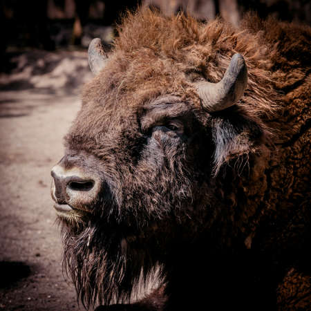 European Bison, American Bison / Buffaloの写真素材