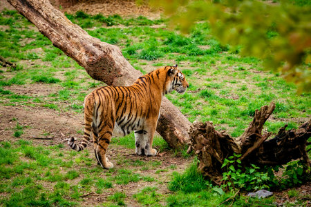 Tiger in forest. Tiger portraitの写真素材