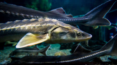 A sturgeon in the sea. Sea sturgeons in aquariumの写真素材