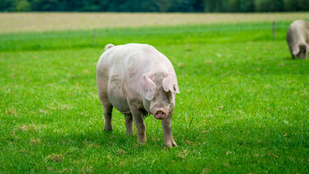 pig running on a green meadow. pig graze on organic bio farmの写真素材
