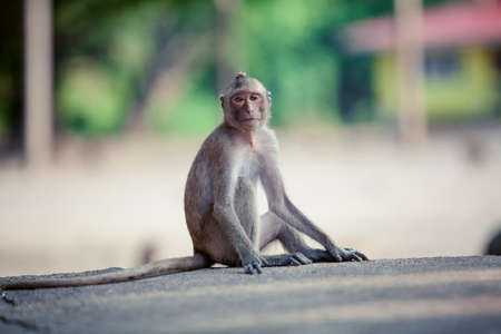 monkey portrait. monkey sitting on the stoneの写真素材