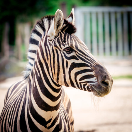 Zebra close up portrait