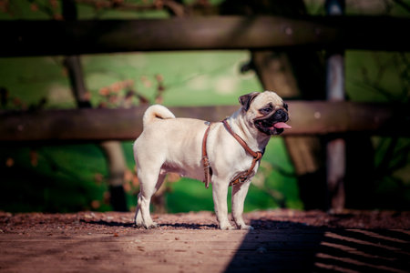 Pug dog portrait. cute pugの写真素材