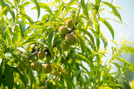 Fresh peach tree. Fresh organic ripe peach treeの写真素材