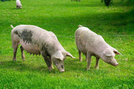 pig  standing on a grass lawn. The pig on the meadow 