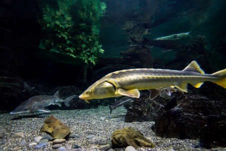 A sturgeon in the sea. Sea sturgeons in aquariumの写真素材