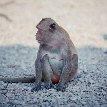 Portrait of  brown macaque monkey sitting on  roadの写真素材