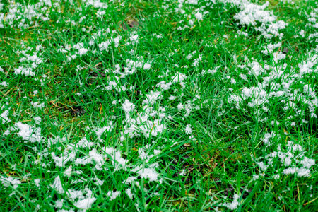 grass under the snowの写真素材