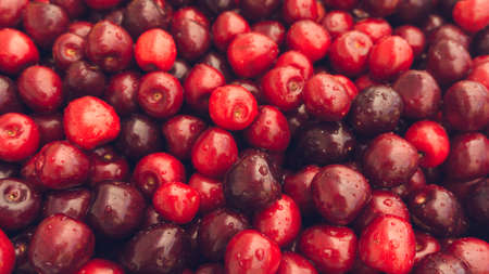 Cherry. Fresh organic berries macro. Fruit backgroundの写真素材