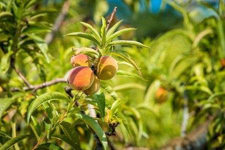 Sweet peach fruits growing on a peach tree branch