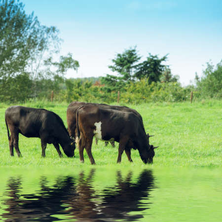 cows on meadow. Cow on a summer pastureの写真素材