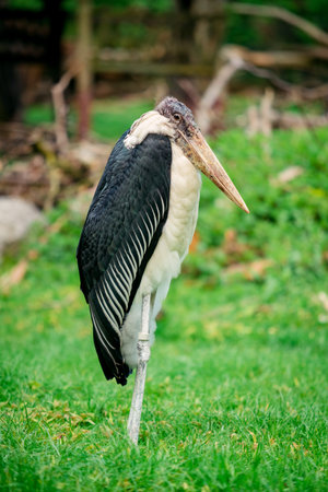 Marabou Stork. Leptoptilos crumeniferusの写真素材