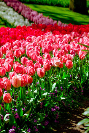 colorful tulips. tulips in springの写真素材