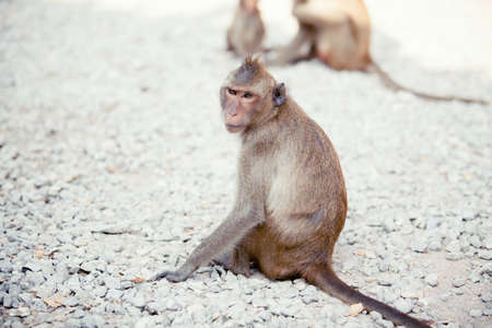Monkey on the way. Cute monkeyの写真素材
