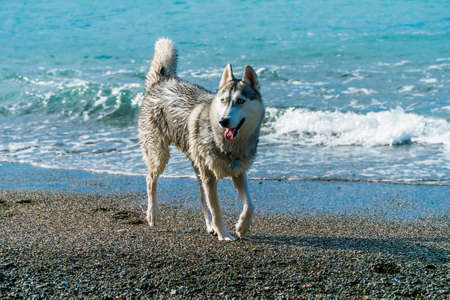 Huskies on a beachの写真素材