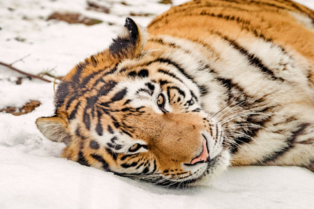 Tiger in the snowの写真素材