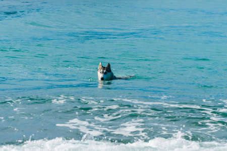 dog siberian hasky. dog swimming in the seaの写真素材