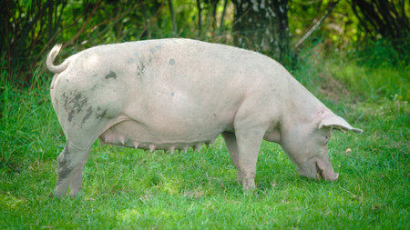 Pig portrait. Pig at pig farm