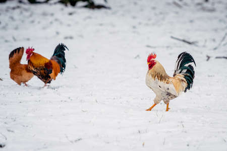 rooster stands on a white snowの写真素材