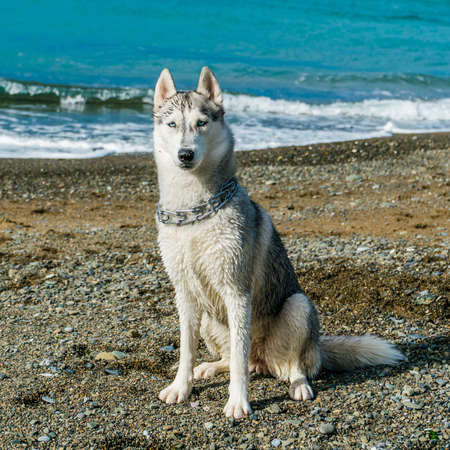dog on the beach. Siberian huskyの写真素材