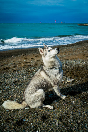 dog on the beach. Siberian husky