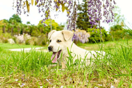white  puppy. puppy outdoors on a sunny dayの写真素材
