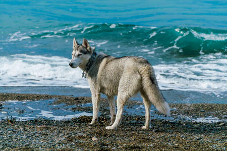 Huskies on a beachの写真素材
