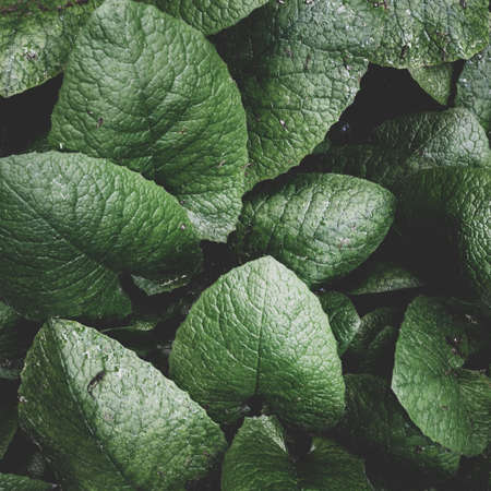 leaves background texture. green leafの写真素材