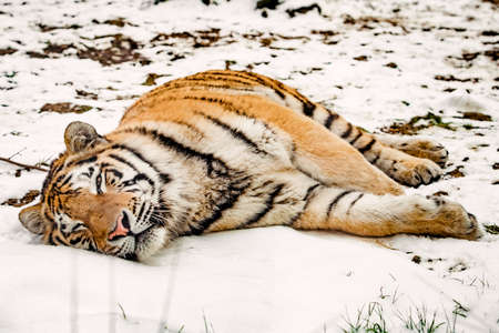 Tiger in the snowの写真素材