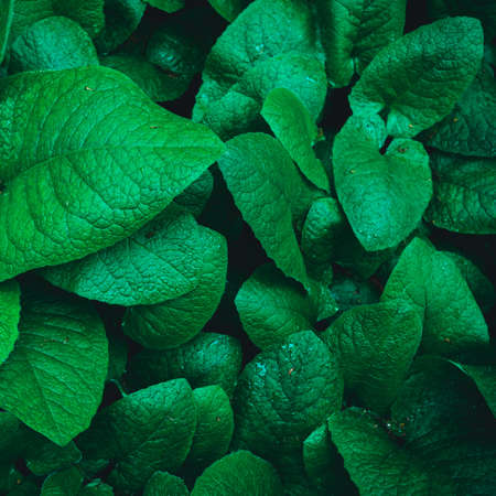 Green leaves. Nature conceptの写真素材