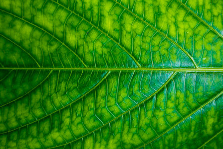 green leaf background. Nature conceptの写真素材