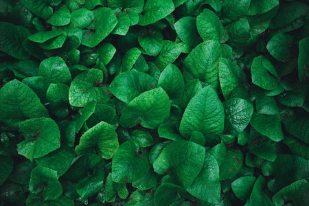 Green leaves. Nature concept