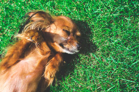 smiling dog  lying on green grassの写真素材