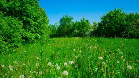 summer of Green field