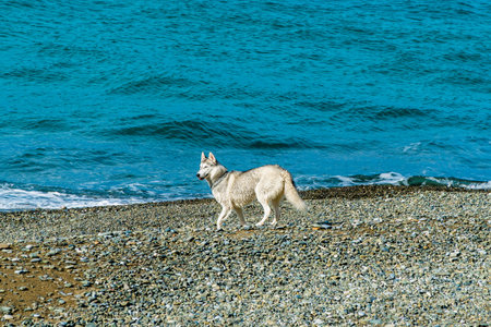 dog on the beach. Siberian husky