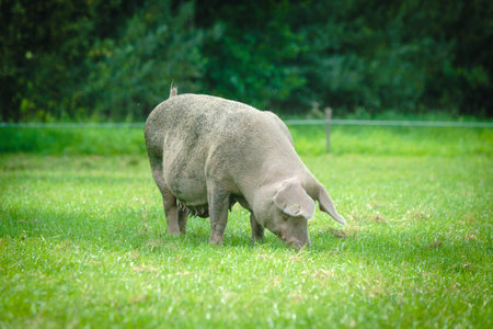 Farmland with pigs. Pastureland in valley