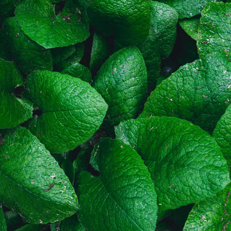 Green leaves. Nature conceptの写真素材