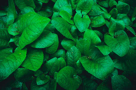 leaves background texture. green leafの写真素材