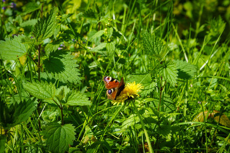 Fresh green grass with  butterfly. Natural background